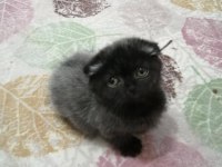 Oyuncu minik scottish fold yavrularımıza sıcak yuva arıyoruz