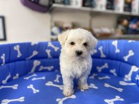 Mükemmel Bembeyaz Kilo Garantili Maltese Terrier