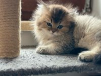 A kalite british longhair yavrularımız