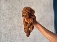 Kore (Teacup) Poodle Dişi 2 Aylık
