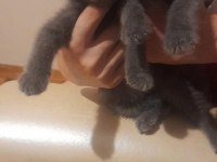 3 aylık british shorthair kedimiz