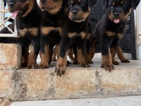 Üst kalite rottweiler bebekler