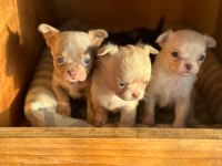 Şivava (chihuahua)