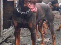Safkan doberman yavruları