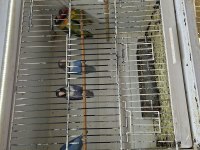 Rengarenk yavru kuşlar