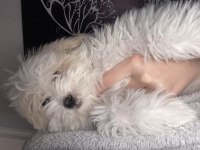 Yavru maltipoo 2 aylık