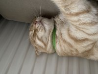 Sarı scottish fold