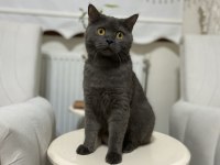 British shorthair kedimiz gümüş
