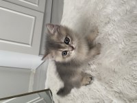 British Longhair 2 Aylık Dişi Yavru Sevgi Dolu Yuva