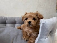 Kore maltipoo yavrularımız