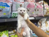 Dişi Ve Erkek Süt Beyaz Scottish Fold Bebekler