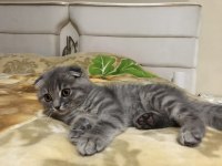 Ev kedisi scottish fold
