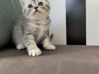 British shorthair silver tabby yavrular