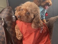 Poodle kızımız