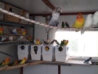 Birbirinden Güzel Cennet Papağanı