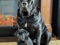 Profesyonel üretim çifliğinden cane Corso kapıda ödeme