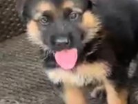 Orjinal alman çoban köpeği yavrusu