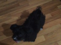 Süs köpeği