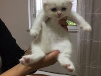 Scottish fold