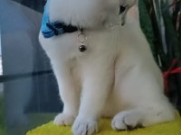 Tam bir dost canlısı british shorthair