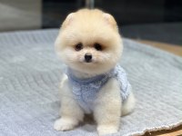 Orjinal Pomeranian Boo yavrumuz Moi