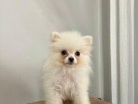 Pomeranian boo köpeği