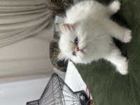 Prensle prenses iran kedimiz
