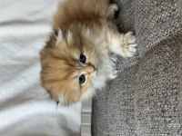 Baba safkan scottish fold golden Ny11 yavrum