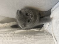 Safkan A kalite Yavrular Scottish Fold Erkek