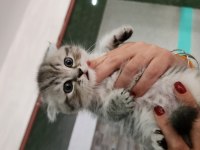 Nazlımın scottish fold bebekleri
