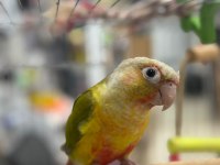Satılık el besleme full evcil pineapple conure papağanı