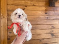 ÜST KALİTEDE MALTİPOO YAVRULARIMIZ, ARACI DEĞİLİZ