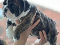 A Kalite İngiliz Bulldog Bebek