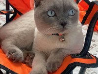 Sahiplendirilecek scottish fold