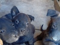 Belçika malinois