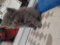 Yavru British Shorthair
