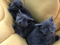 1 Russian blue kedim kaldı onuda sahiplendirmek istiyorum