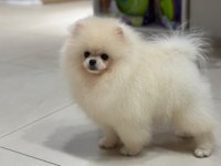 Show kalite şecereli anne baba pomeranian