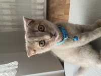 satılık kedi scottish fold