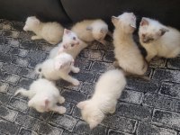 Tatlı Siyam Scottish Fold İran Yav. Ailelerini Arıyor