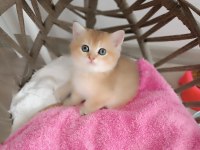 British shorthair yavrular teslime hazır