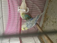 Çift Yavru Alınmış Muhabbet Kuşu