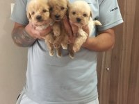 Mükemmel Kalitede Maltipoo Yavrularımız