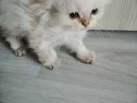 Pamuk bebek kedimiz