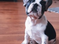 ŞCRLİ ANNE VE BABANIN EFSANE KALİTE FRENCH BULLDOG YAVRULARI