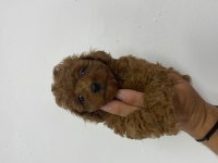 Poodle akademi