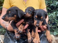 AKILLI DOBERMAN YAVRULARI