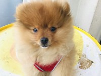 Pomeranian 4 aylık erkek yavru