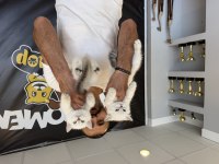 Kedi dünyasından orjinal british yavrular