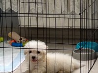 2 AYLIK YAVRU MALTESE SAFKAN